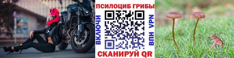 Купить где  Грайворон  Псилоцибиновые грибы Psilocybe 